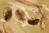 Five Detailed Fossil Cockroaches (Blattodea) In Baltic Amber - Rare! #330723-1